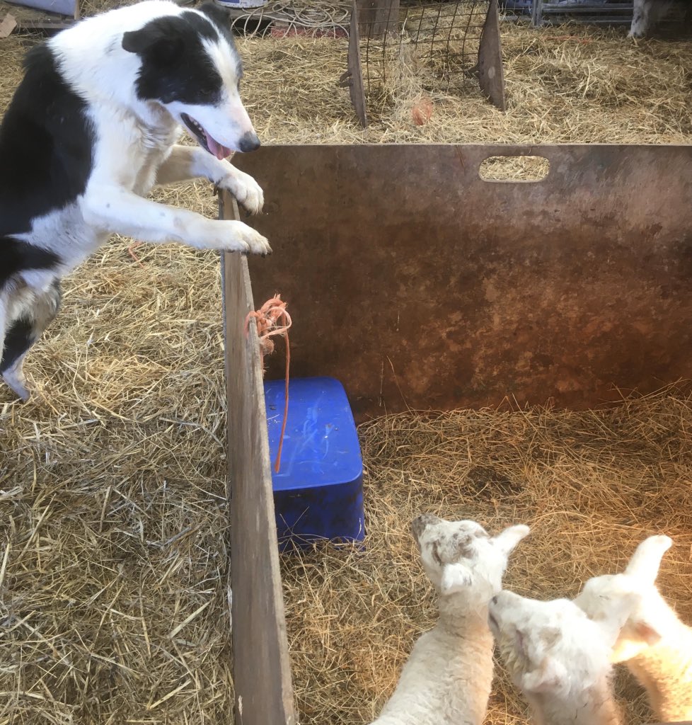 My dad’s dog offering some home schooling for the new little ones! 😊