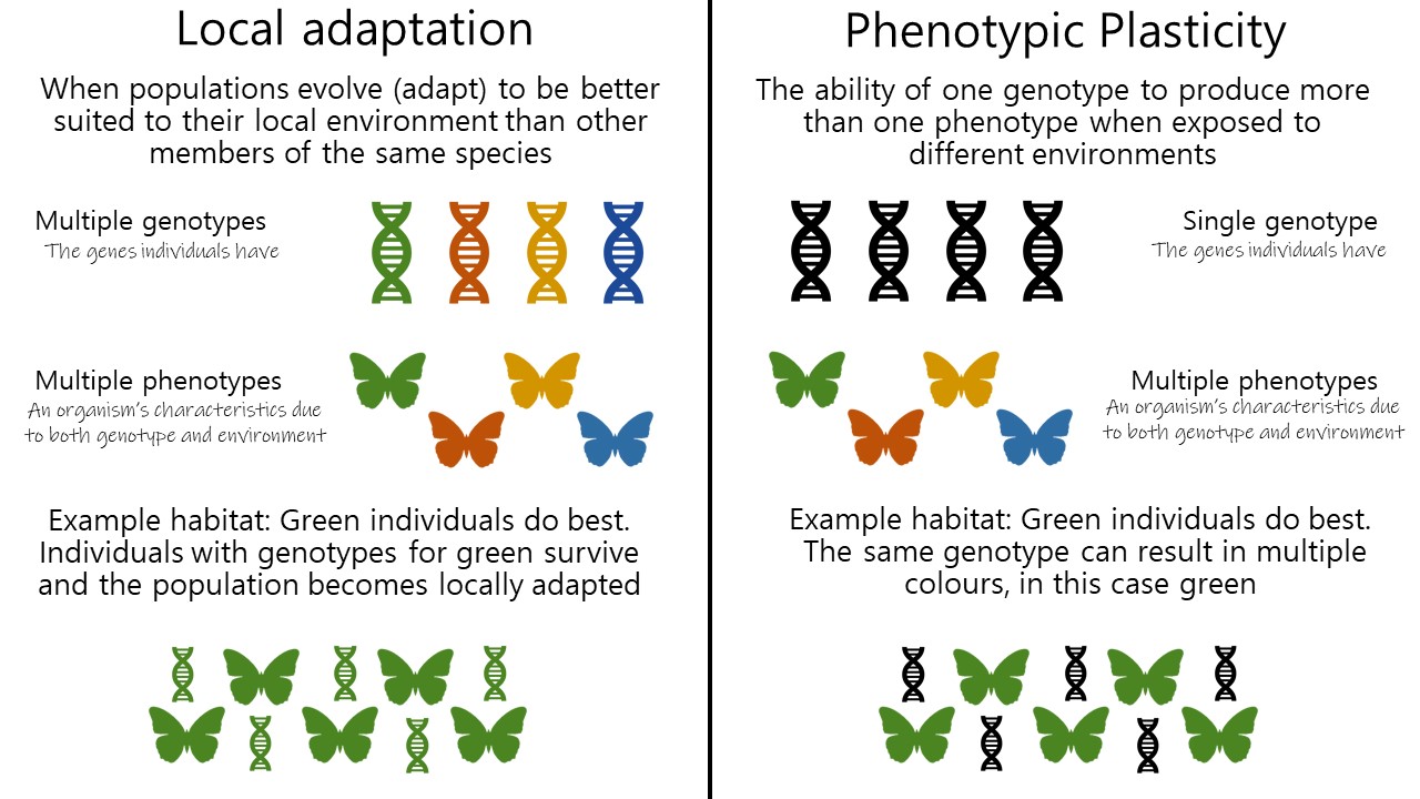 Phenotypic Plasticity Examples
