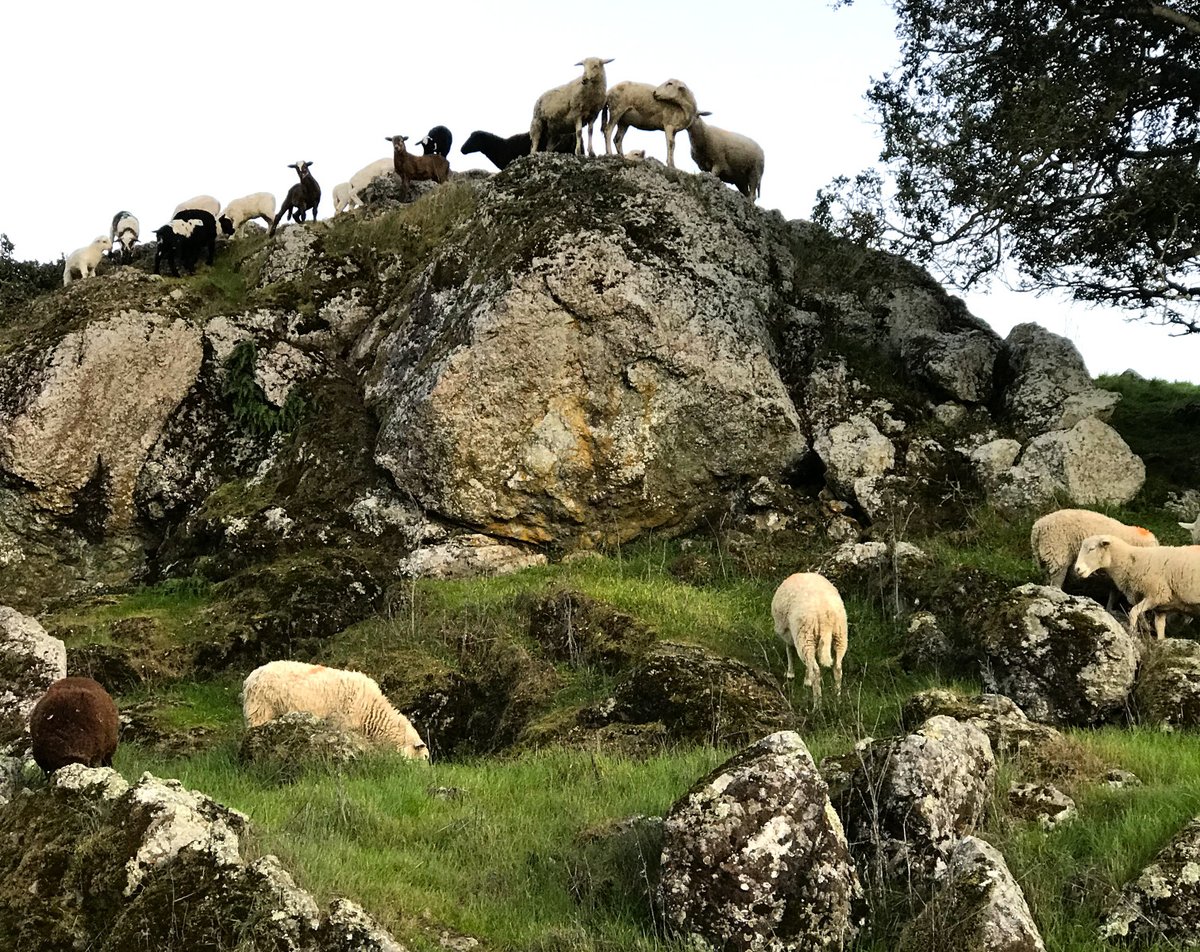 If you’d like to purchase a Monkey Ranch lamb (for eating), contact me by email at Alan at monkeyranch dot com. The best lamb you’ll ever eat because they’re well fed, well treated, and live in a very low stress world.