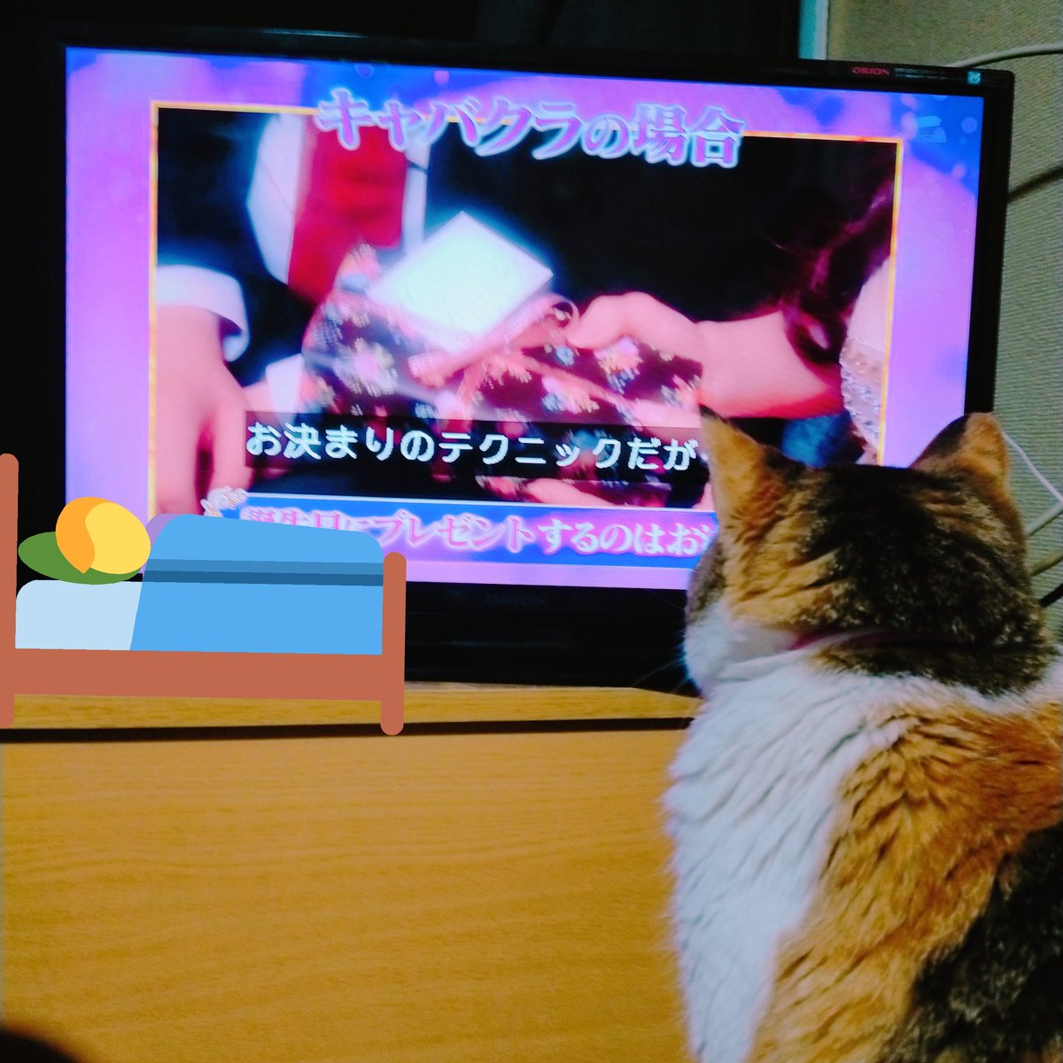 タモリ倶楽部で 猫カフェ が話題に 2ページ目 トレンドアットtv タモリ倶楽部で 猫カフェ が話題に 2ページ目 トレンドアットtv