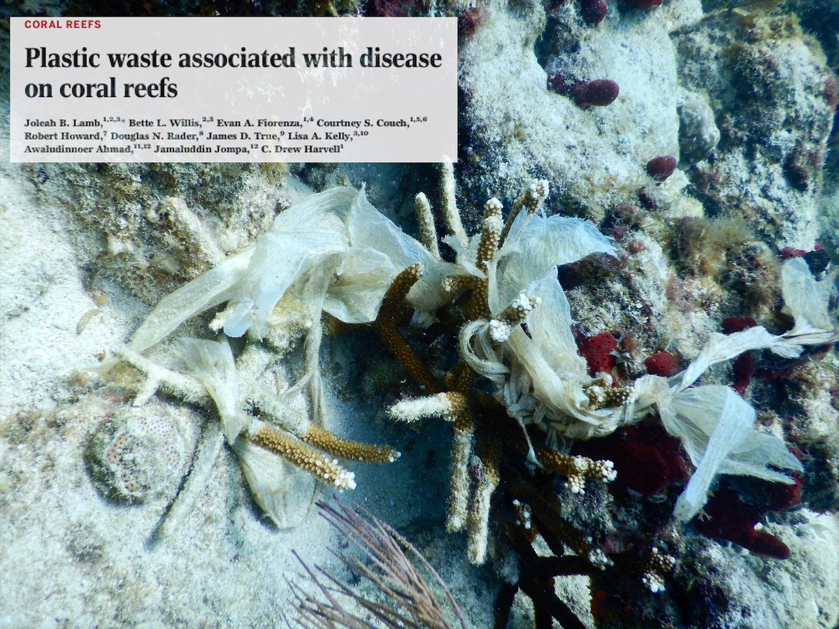 rescueareef's tweet photo. Spreading Science๐
We are excited to join the #SpreadingScience campaign launched by @dfoceans & the Ohio Ocean Foundation!
The concept is simple: experts review the latest literature in their field to improve their breadth of knowledge & communicate the findings to the public! https://t.co/NOxh7W4MqH
