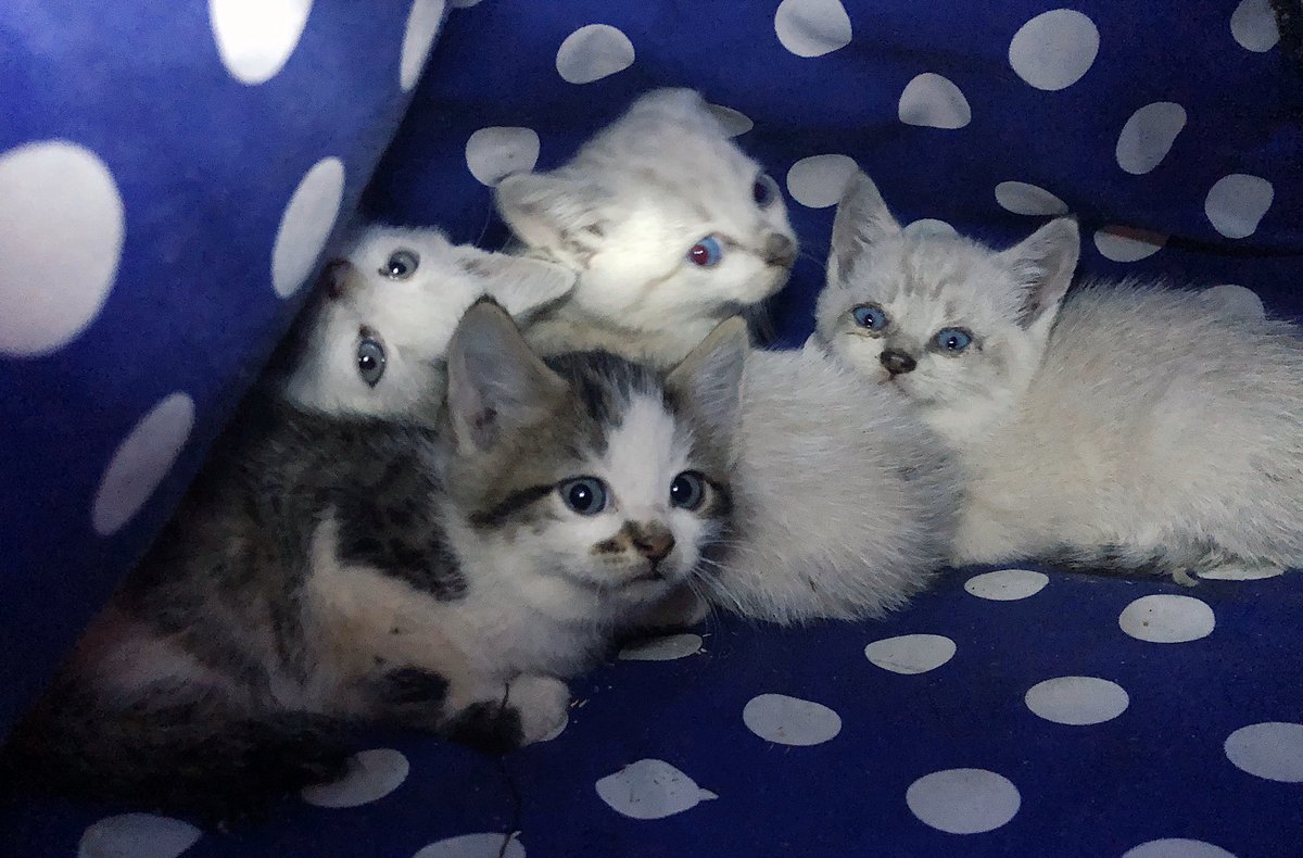 With the animal shelters on lockdown we made a big decision today. We’re the new foster parents of these 4 abandoned beauties! Name suggestions welcome ❤️😍❤️😍 <a href="/texxonfire/">Tecla Ciolfi</a>