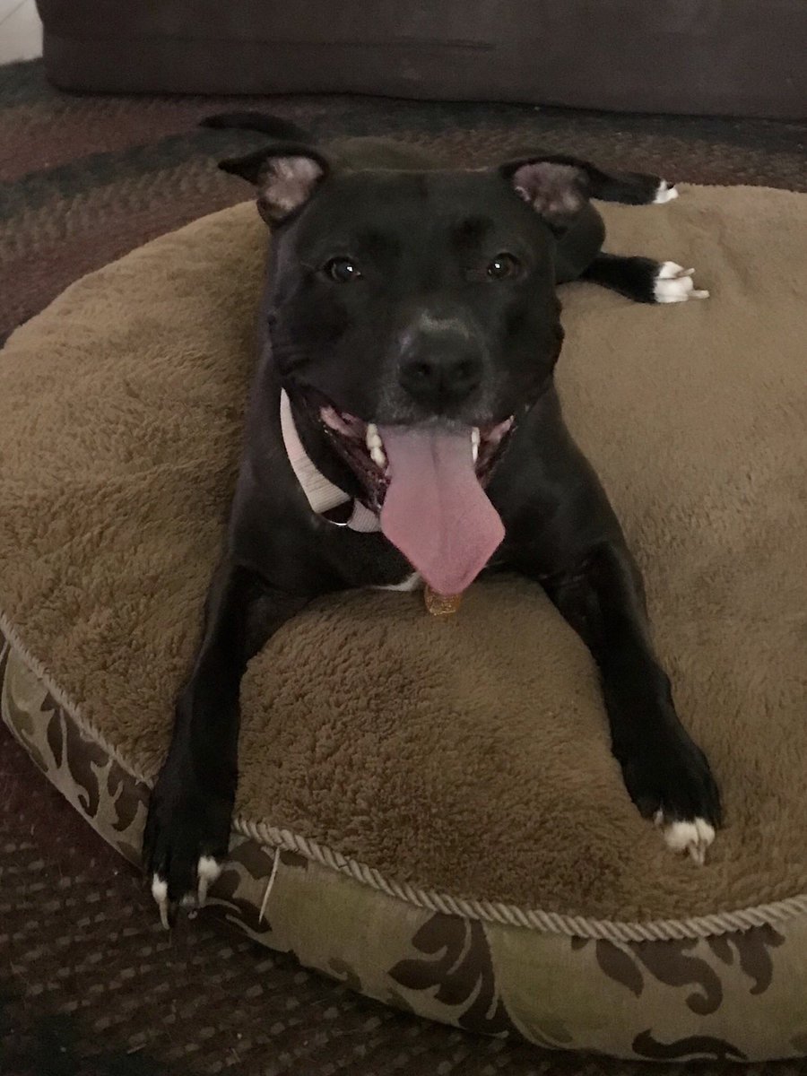 I always share stories of my dogs with my kindergartners. #petsofaacps