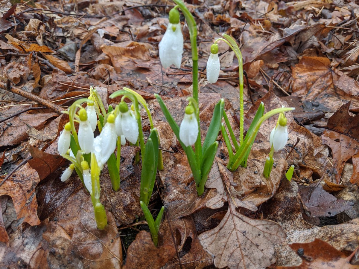 LaurenceJeuness's tweet photo. Small joys day to day...
Snowdrops (Galanthus nivalis) #ottawaspring #firstflowers https://t.co/WiS5uu4Wxh