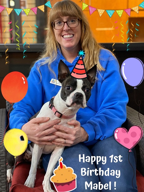 MySecondHomePet's tweet photo. Wishing our friend Mabel a very Happy 1st Birthday today!  We love you sweet girl! https://t.co/nJmj52gu1E