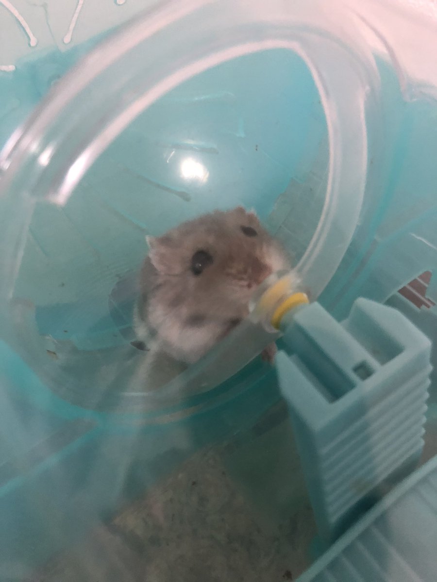 Ham S Park オーナー K Pa Twitter 最近 夜になると 1番活発に動いてるかもしれない もち 今年の冬は 飼い主の不注意で 脱走してしまい 丸一日消息不明になってしまい 弱ってしまい擬似冬眠 一時は死んでしまうのかと 思ってましたが すっかり元気です