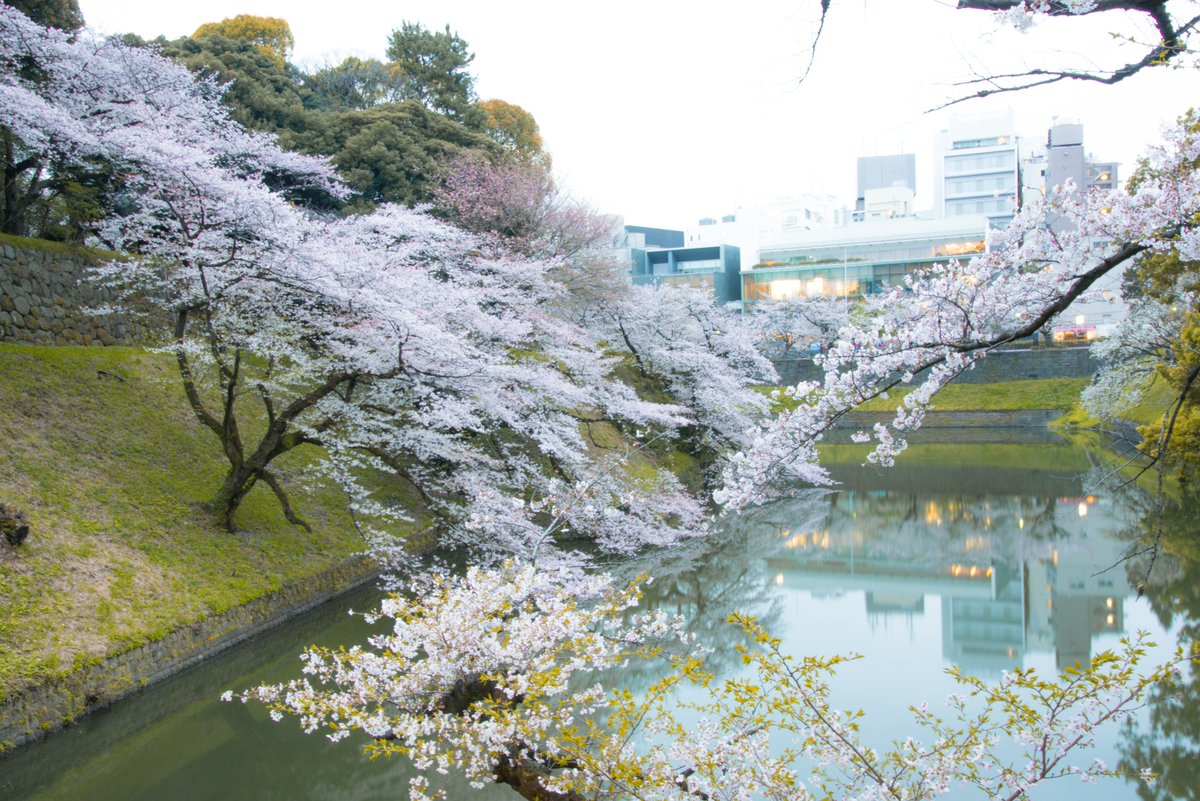 Ma Yan Auf Twitter 桜 千鳥ヶ淵 桜 染井吉野 千鳥ヶ淵 皇居 濠 日本武道館 千鳥ヶ淵公園 桜 Tokyocameraclub 東京カメラ部