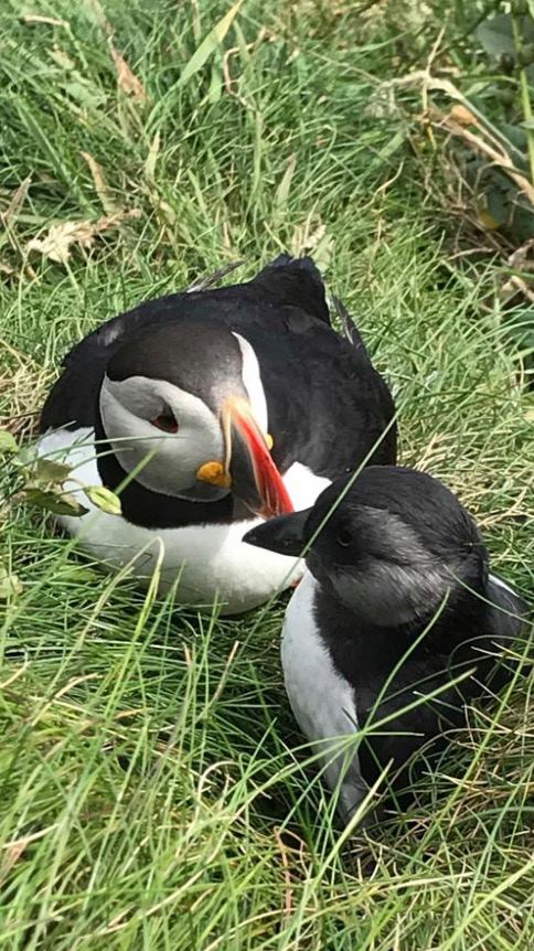 If you are in need of something to look forward to then bookings are now open for 2021! Book soon to guarantee 2020 prices.  
These wee guys will be looking forward to seeing you!!