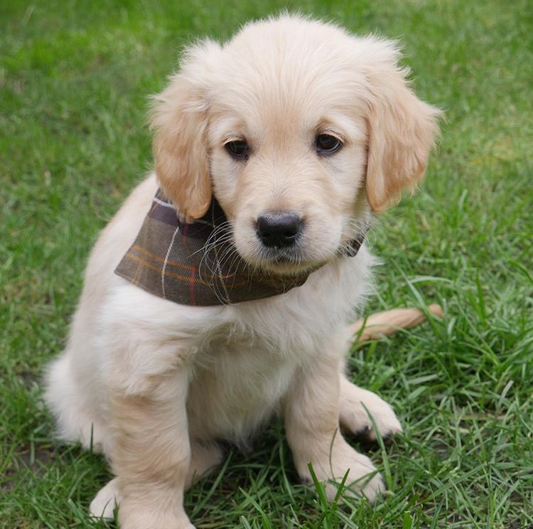 barbour dog bandana