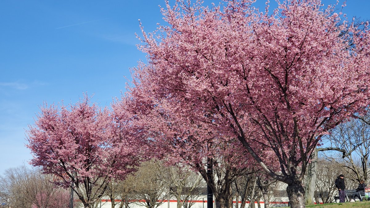 GiveMeAstoria's tweet photo. This week's #GiveMeSpring nomination is:
'Pretty in Pink' by Becca Staley ( @becca171 )
Be sure to email us your spring submissions at info@givemeastoria.com
Next entry to be featured next Friday! https://t.co/OEmYmlhpn9