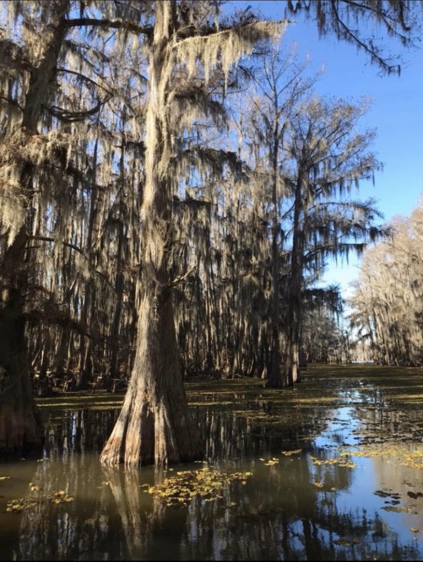 Let’s travel around Texas. Let’s go East to Caddo Lake, maybe get in a canoe and look at alligators.