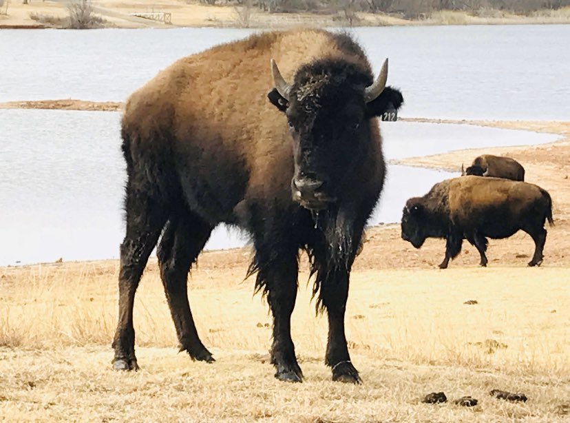 Let’s go to west Texas and visit the state buffalo herd.