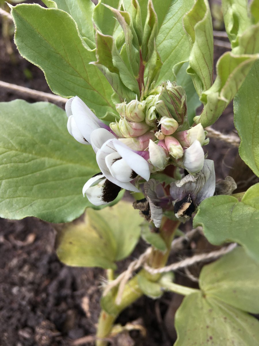 Lockdown day 11. A phone call comparing restrictions in Sheffield and Hamburg (in Hamburg, florists are still open!). Slow progress on an article. A brief look at the allotment: broad beans in flower, apple trees budding.