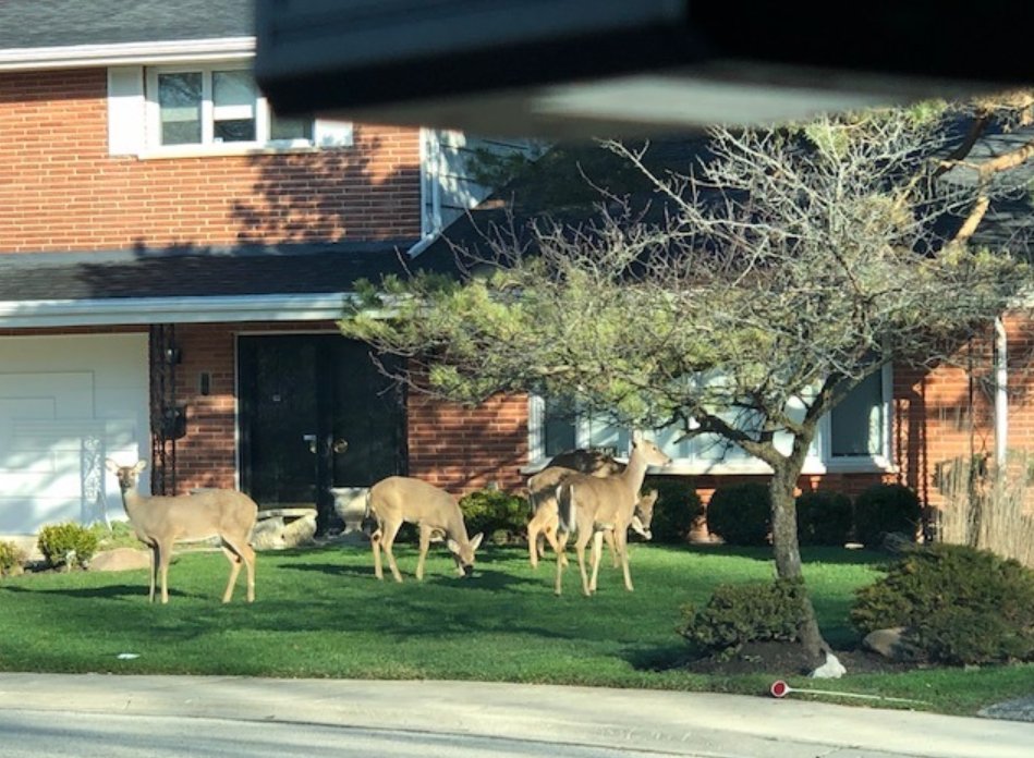 While on patrol one of our Officers spotted this group, clearly not local. Their blatant disregard for the social distancing requirement of the Governor's Emergency Order is behavior typically not seen in our Community. Stay Safe. #WilmettePD  #inthistogether #WilmetteStrong