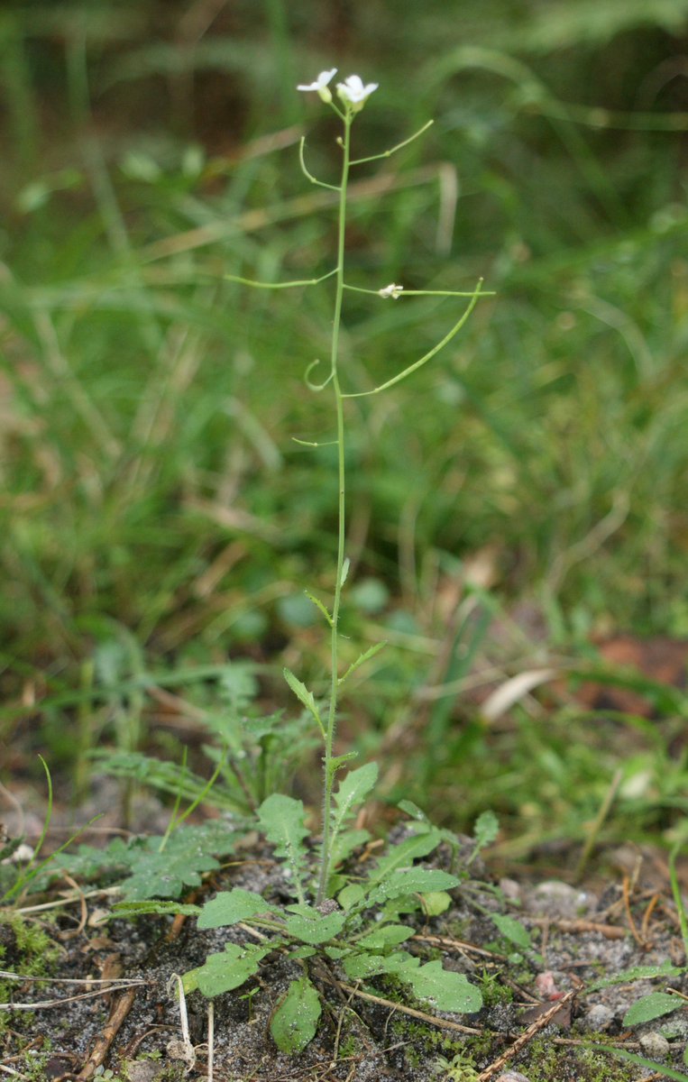 Erophila verna (Brassicaceae, left). Arabidopsis thaliana (Brassicaceae, right).