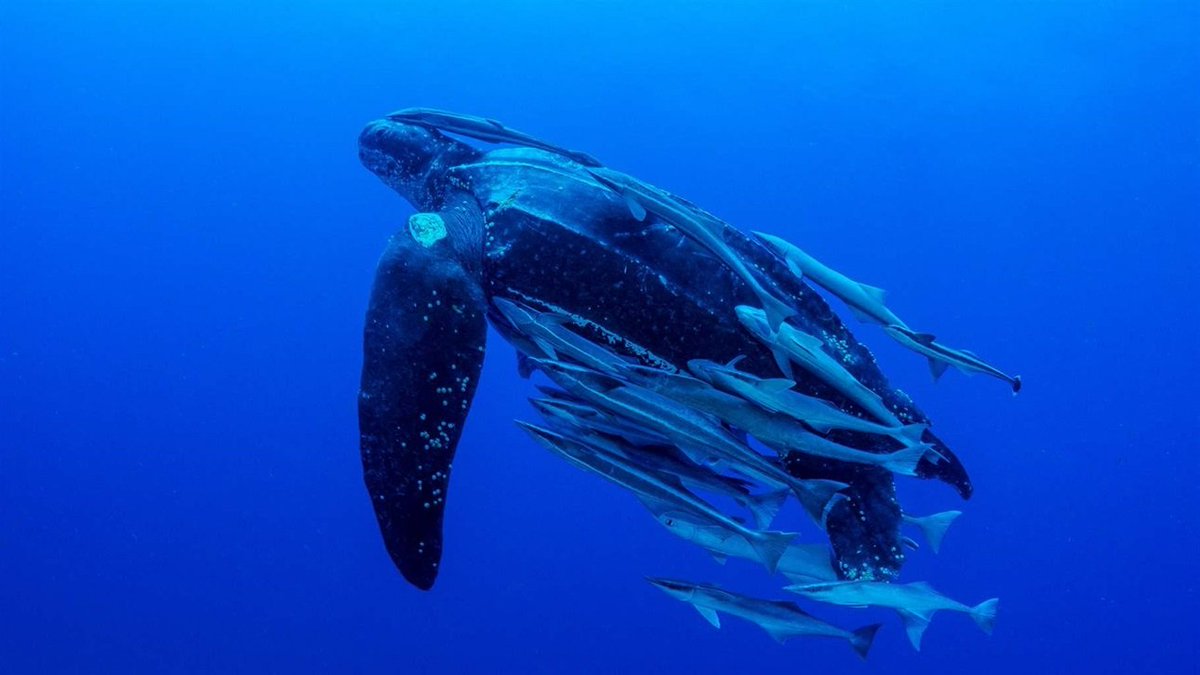  The Salas y Gómez and Nazca Ridges are connected submarine mountain ranges with the peak between them located about 2,000 kilometres from mainland Chile. Seamounts in these waters offer refuge to both resident and migratory species, including leatherback sea turtles.
