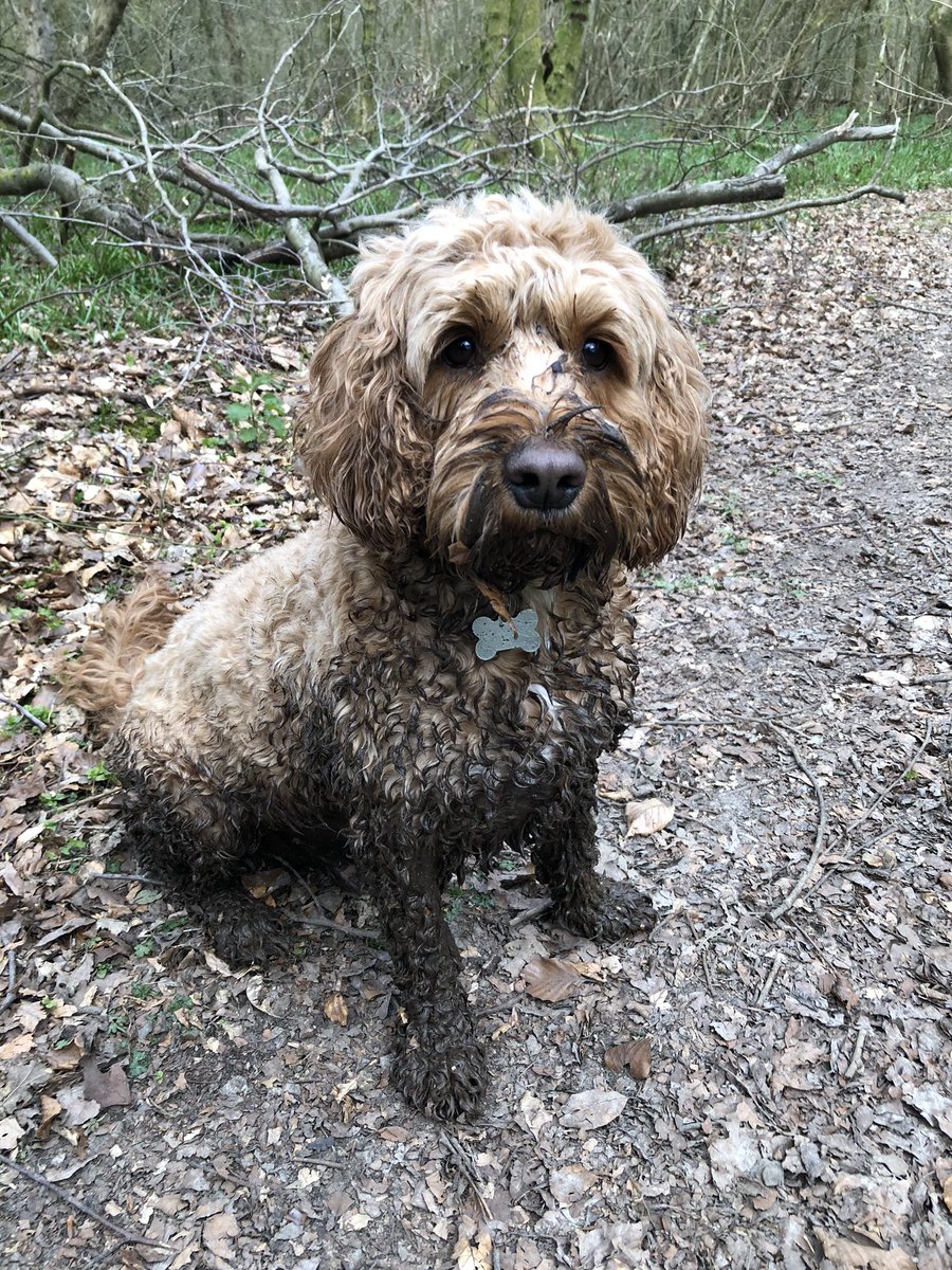 LuckyCockapoo's tweet image. Dog friends, this is what winning looks like