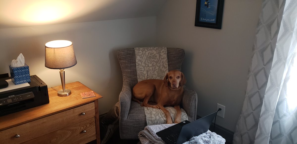 TheLibraryLife_'s tweet photo. A belated quarantine co-worker that we couldn't leave behind🐶 #thelibrarylifechallenge https://t.co/VtGwYJGpGH