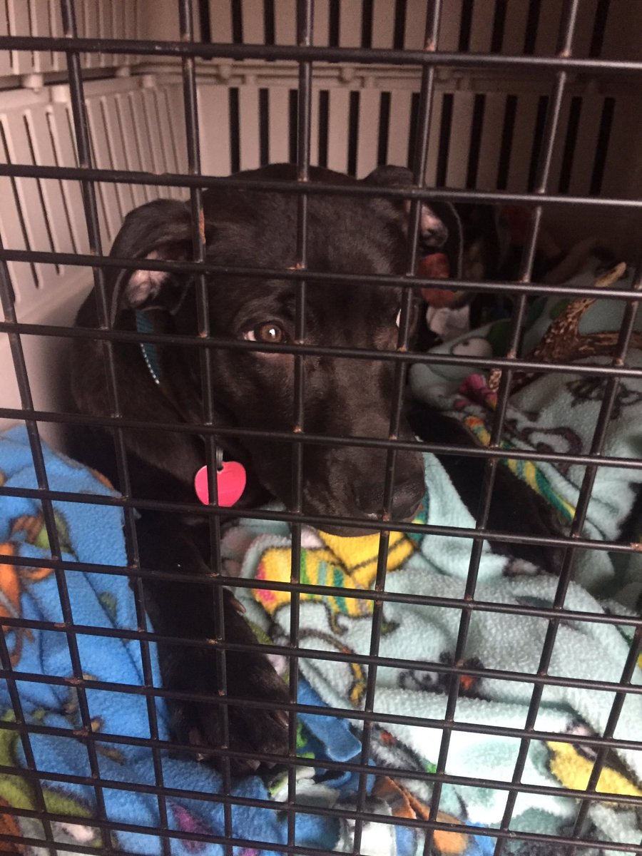 sflandrick's tweet photo. @JeffreeStar Hi Jeffrey, my 5 month old puppy broke his femur last night while running up the stairs..completely fracturing his femur. Hank will need surgery to fix it but has to wait until Monday afternoon and will cost over 3k+. I can provide proof if need be and I know it’s a long shot https://t.co/ryzB1xJhf1