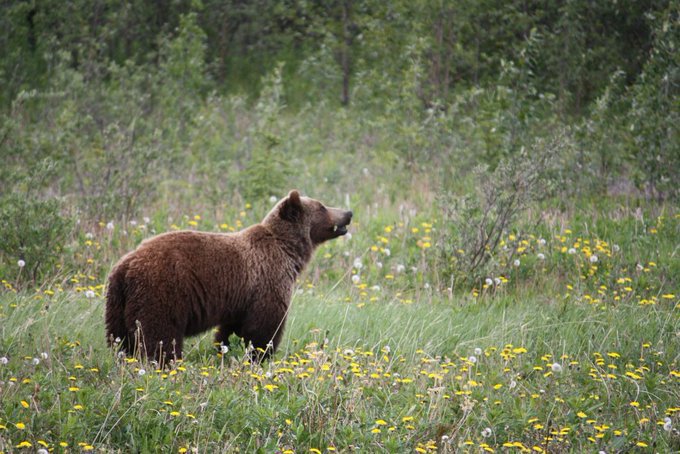 FSLidiomas's tweet photo. #Canadá 🇨🇦  es uno de los mejores #países para poder observar, en su estado más salvaje y natural, los osos más espectaculares. 

✅https://t.co/bO4ecZAU2Z https://t.co/Fy7OFQzNeX
