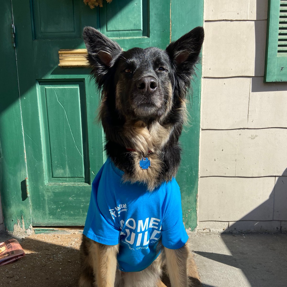 HabitatChicago's tweet photo. Even from home, our staff is working hard to ensure decent housing for all in Chicago. While we are out of the office we wanted to introduce a few of our new Habitat team members.

#DogsofHabitat #CatsofHabitat #quarantinecats #quarantinedogs #COVID19 #FunFriday https://t.co/5i8WeaQvEr