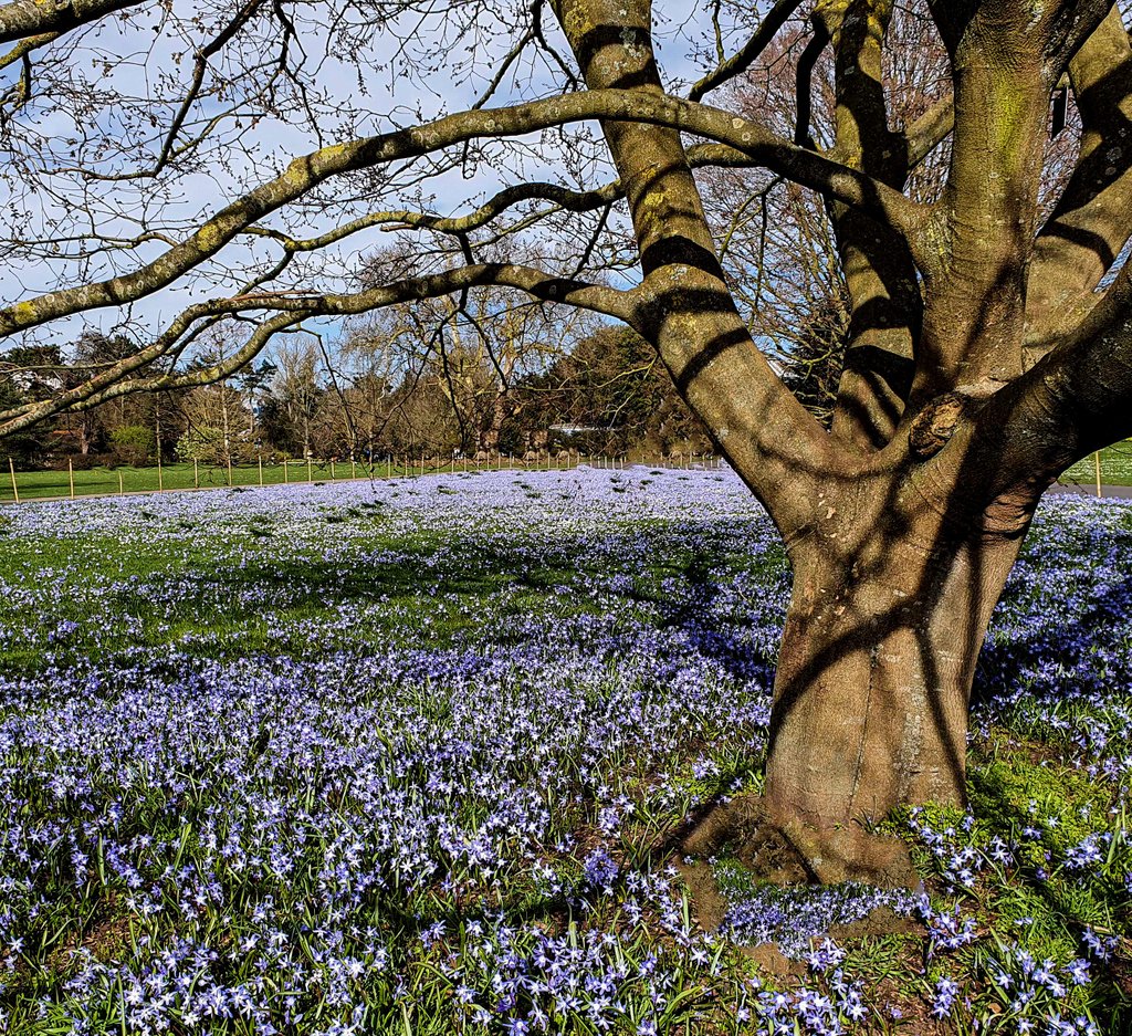 HeidiInTransit's tweet photo. Carpet of Glory of the Snow in #KewGardens on #MyDailyWalk before #LifeInLockdown . https://t.co/mRuI9BtUTN