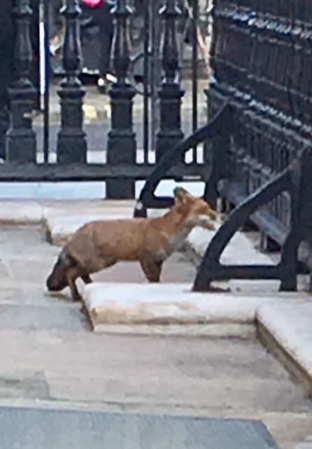 Donkeys are not the only animals spotted on our portico over the years.
