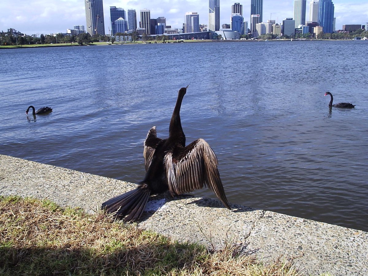 Requesting  @pburavalli join this thread... #Darters and  #swans on the  #Swan river  #Perth  #Australia