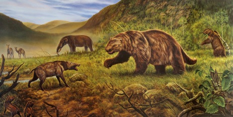 We can distinguish between interglacial taxa, which are rarer, and include sloths, caribou, moose, camels, Giant Beaver (C. ohioensis), beaver (C. canadensis), peccaries and mastodons. Below a reconstruction of an interglacial Old Crow flats. Image by (Rinaldino) 14/n
