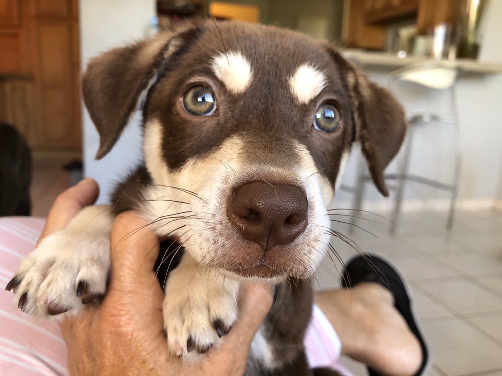 BarksofHope's tweet image. Here are a few of the 86 dogs we are currently taking care of! Lots of vets bills, dog food, and transportation costs are still happening and we could use your help. Thank you and please stay safe. 

PayPal:BOH@barksofhope.org 
Venmo: @barksofhope 
ATH Movil: 201-966-1965.