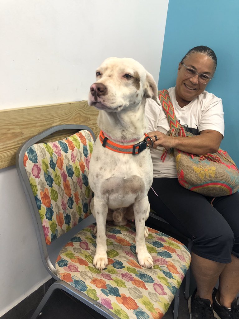 BarksofHope's tweet image. Here are a few of the 86 dogs we are currently taking care of! Lots of vets bills, dog food, and transportation costs are still happening and we could use your help. Thank you and please stay safe. 

PayPal:BOH@barksofhope.org 
Venmo: @barksofhope 
ATH Movil: 201-966-1965.