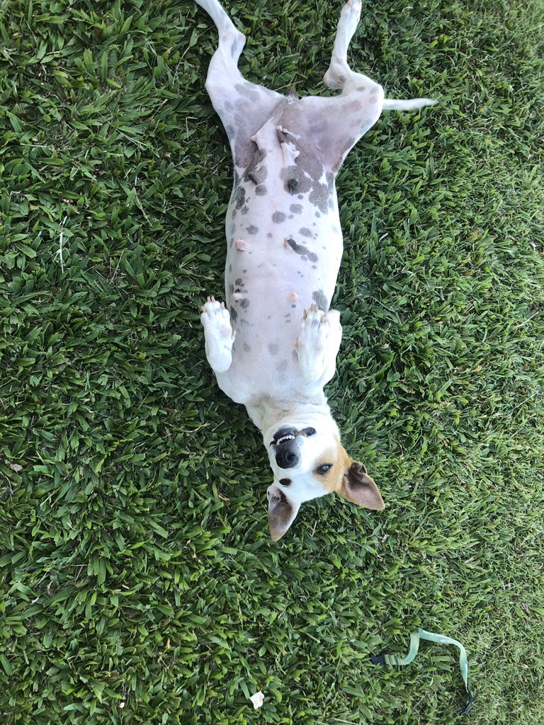 BarksofHope's tweet image. Here are a few of the 86 dogs we are currently taking care of! Lots of vets bills, dog food, and transportation costs are still happening and we could use your help. Thank you and please stay safe. 

PayPal:BOH@barksofhope.org 
Venmo: @barksofhope 
ATH Movil: 201-966-1965.