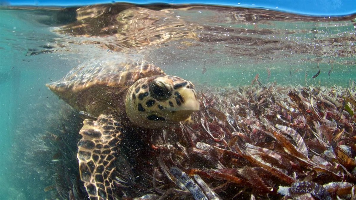  The Mascarene Plateau supports one of the only areas of high seas seagrasses, which turtles like this one call home.Despite the ecological importance of the Mascarene Plateau, interests are working to exploit the area’s resources for commercial purposes.