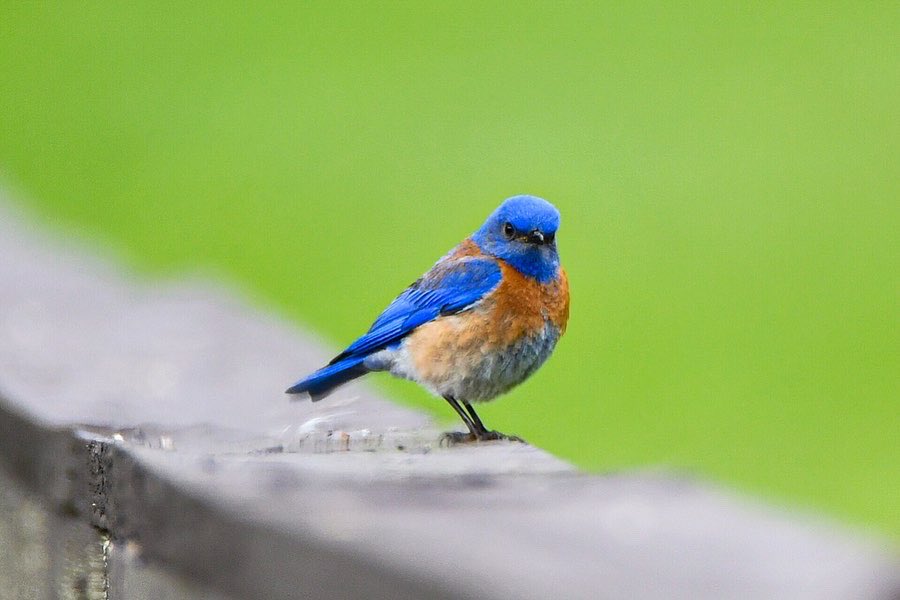 Western Bluebird: looking for breakfast. 
 📍🌍 Watsonville/ Mt. Madonna Mountains 
#birds #birding #birdwatching #birdphotography #birdwatchingphotography #nature #naturephotography #nikon #nikonphotography #wildlife #wildlifephotography #bluebird #bluebirds #bestbirds