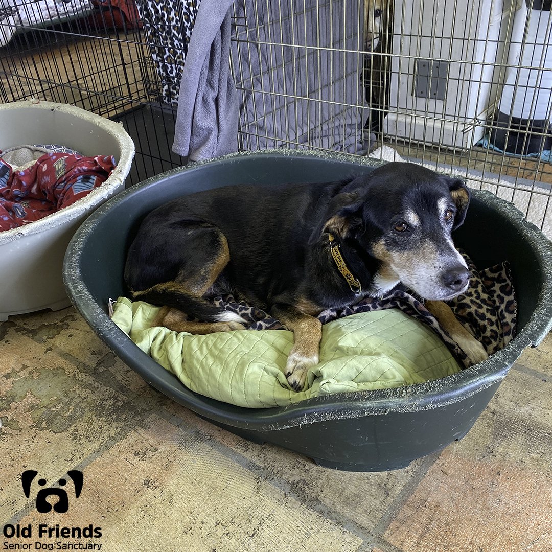 oldfriendssds's tweet photo. Tippy looking VERY comfy in her bed 🐕
--
#ofsds #seniordogs #ofsdstippy https://t.co/3Y3RsX6Auc