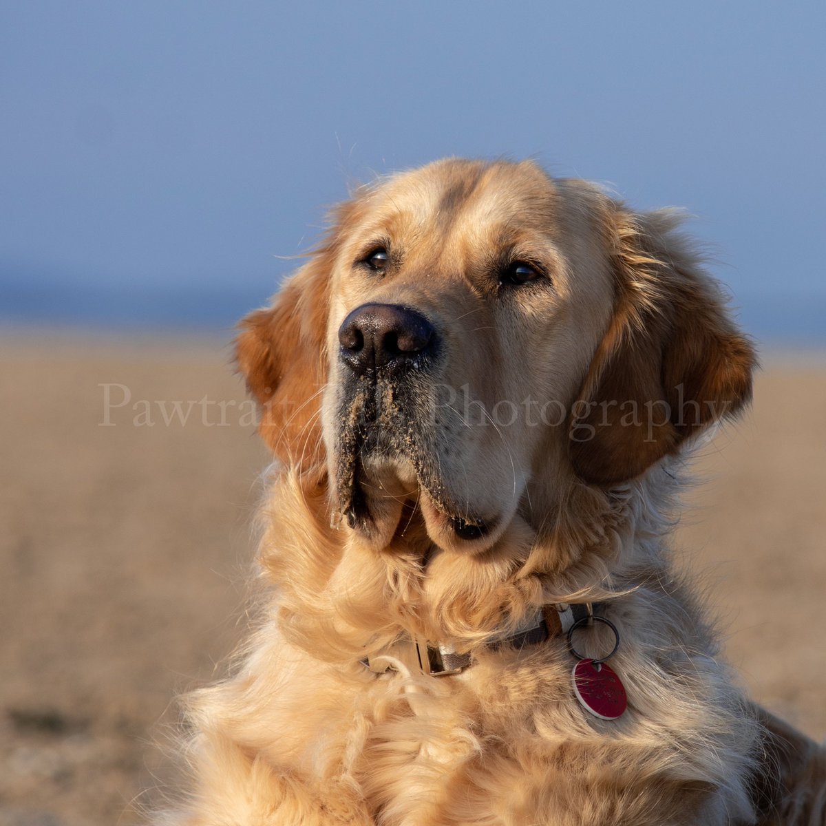Pawtraitpals's tweet photo. After all the high winds we endured during February this was a beautiful calm Friday morning. Picture taken 6th March 2020 #tom
#dogsofwirral #goldenretriever #dogaccount #dogsdaily #feelgood #cutedog #dailybark #wirralphotographer #wirral #dogsonthebeach https://t.co/6sPAKBmkTN