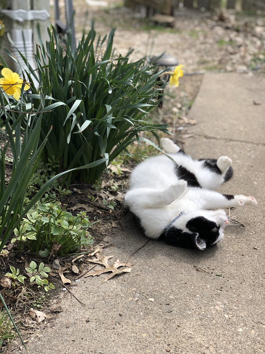 Indy_Dog_Mom's tweet photo. It’s been a while since Professional Feral NotBob demo’d new FeralYoga moves, but here he shows the FlowerCat. He says to open up and align your Manipura chakra; bloom like a spring flower. #FeralFriday @feralcatgang @StrayLiotta @TheRyanAdams @GreggMcBride https://t.co/LDEpn7evrU