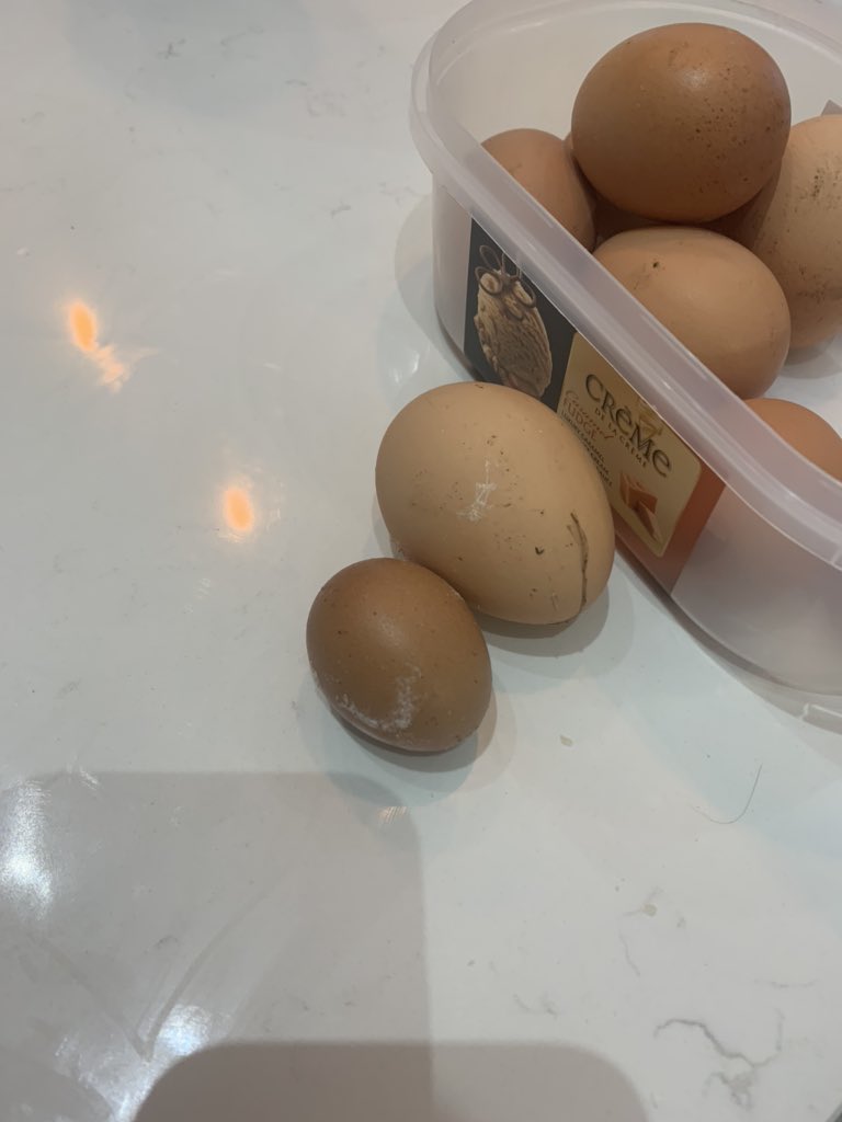j0hn_k's tweet photo. If @TheFarmerT was a chicken this would be his effort on the left #tightarse #lowproduction #tramp https://t.co/1l93r4qmv9