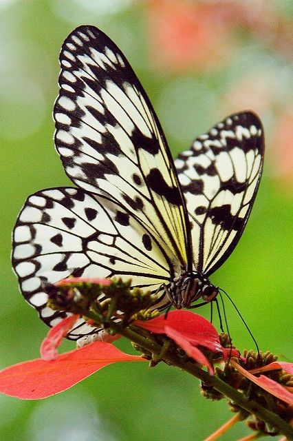 🦋