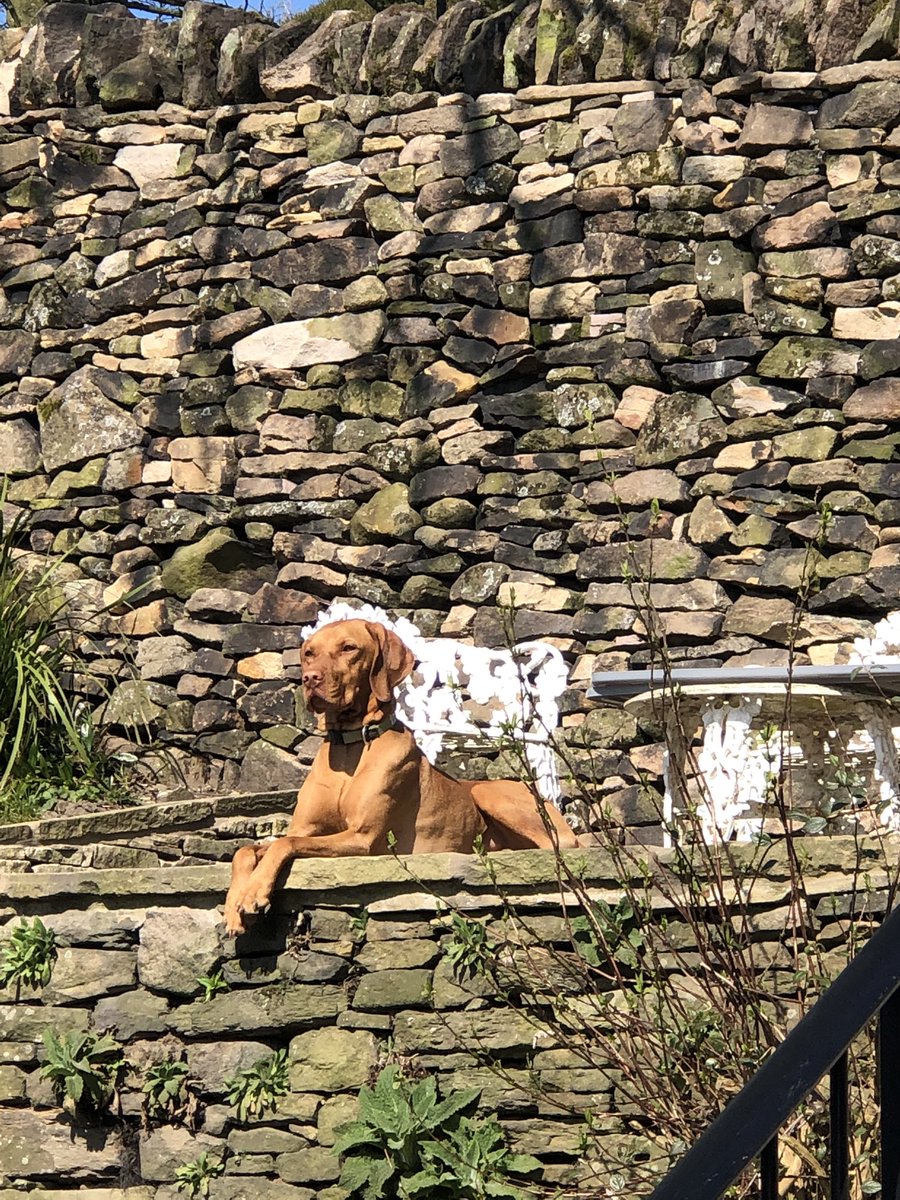 daizylindsay's tweet photo. @OwainWynEvans #FurbabyFriday Aggie the Vizsla enjoying the sunshine in Whaley Bridge! https://t.co/NBic9eYOdF