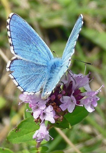 🦋