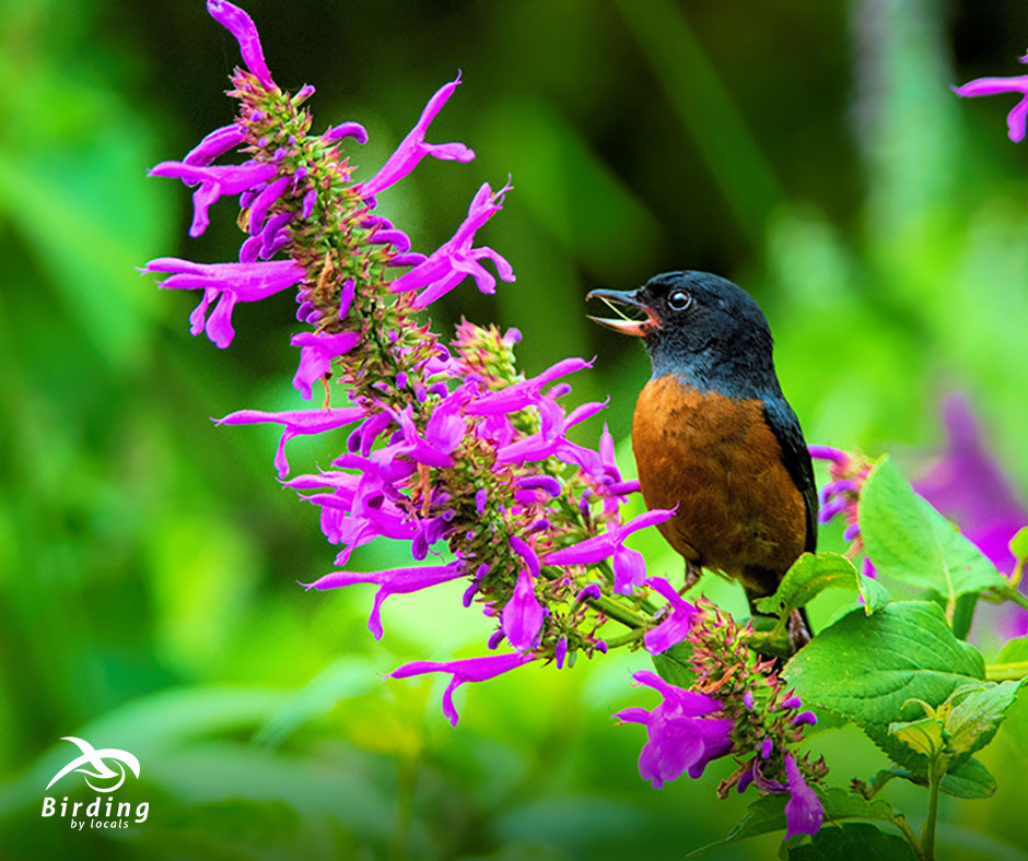 BirdingByLocals's tweet photo. The Cinnamon-bellied flowerpiercer is a species of bird from the Thraupidae family. It can be found in Guatemala, Honduras, El Salvador and Mexico. Discover it with a local provider. Birding by locals, connecting independent travelers with local providers.
#NoIntermediaries https://t.co/qvDn8yoUpM