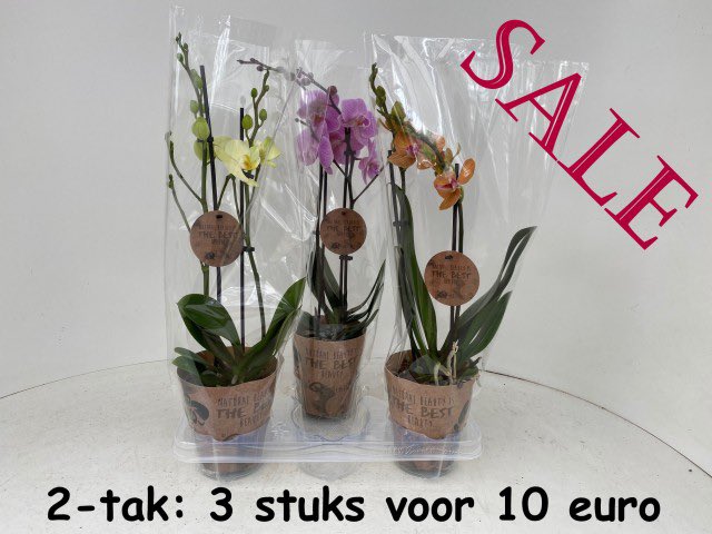 Orchideeën Kwekerij Drijfhout verkoopt nu ook online tegen uitverkoopprijzen aan particulieren. Bestel snel: orchideewebshop.nl.