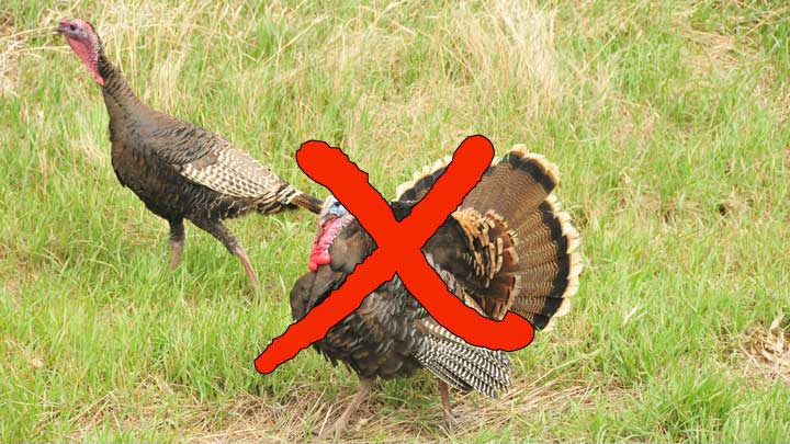 HuntersLead's tweet photo. "NRA Among Groups Urging Governors Not to Cancel Spring Hunts:
Hunter organizations write governors to keep public lands open while still meeting CDC guidelines." #HuntersLead @NRA @DSCNEWSCENTER @HunterNation @SafariClubIntl #nohuntingclosures #hunting—https://t.co/1UFOYtsbkA— https://t.co/9baEqwxO1F