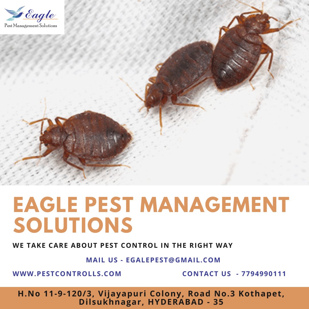 Eagle Pest Management Solutions (eagle_pest_ctrl) Twitter