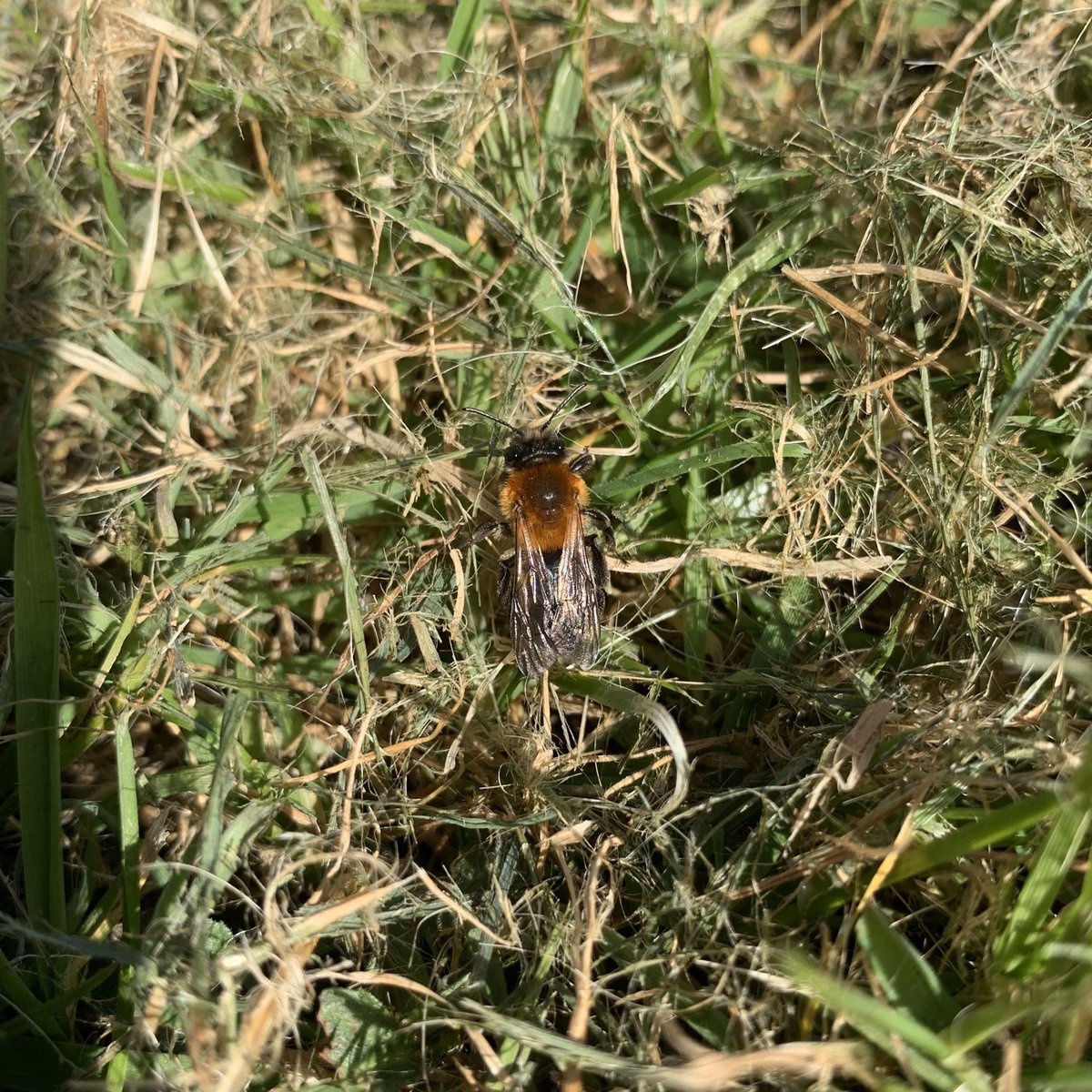 Day eleven.Ground BeetleMining Bee  #GardenWildlife  #LockdownWildlife  #WildlifePhotography