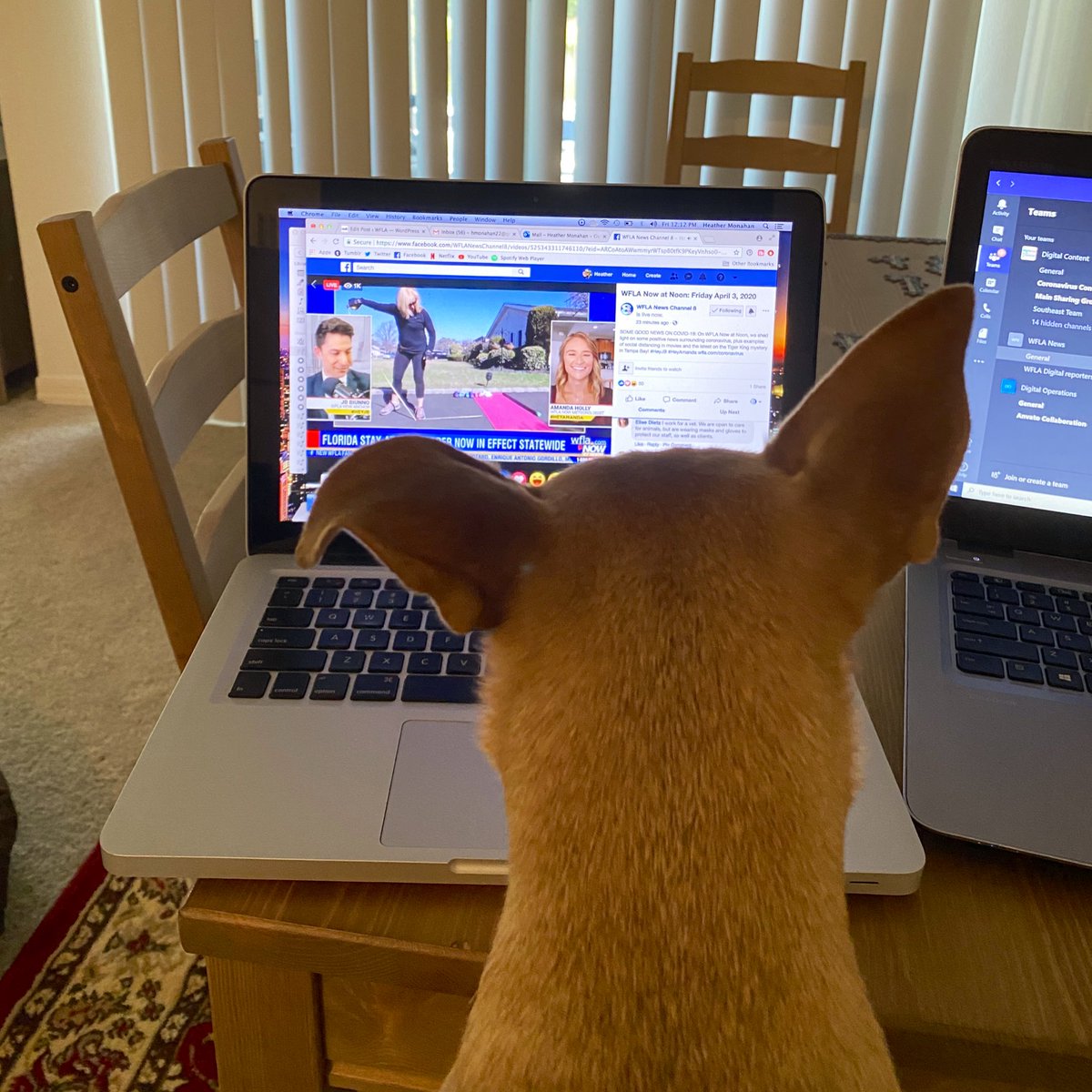 HeatherMonahan_'s tweet photo. #ChanceThePupper had to watch #WFLANow at Noon with @WFLAJB & @WFLAamanda to get caught up on the latest coronavirus info and #TigerKing gossip https://t.co/vH3Ju9r2J0