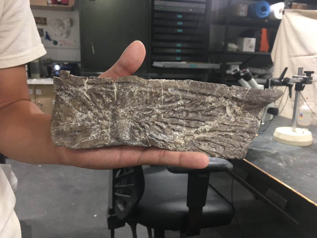 WAReyes6's tweet photo. Iβm trying to remember the last time I actually held a fossil on this #FossilFriday ; here goes a paramedian osteoderm of the aetosaur Calyptosuchus that I prepped this last summer @PetrifiedNPS and the jacket containing at least ~12 more.
#missingthefield https://t.co/tn8G79fRUV