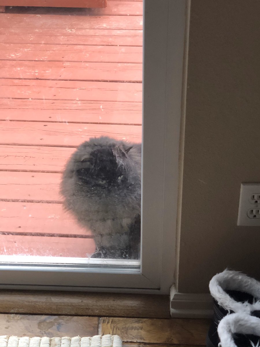 PrettyKBarbee's tweet photo. @kedi_sofa My mommy does the same thing!  Feeds this guy....doesn’t she know I’m the queen here??? https://t.co/3bqFUSs5aL