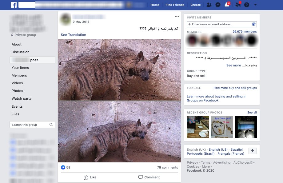 Live animals have been offered in antiquities trafficking groups in violation of  @Facebook’s Regulated Goods policy. In May 2015, a user in a  $FB antiquities trafficking group offered a Hyena for sale. Now, nearly 5 years later and the post remains active on the platform...